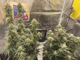 Check spelling or type a new query. Northern Lights Grow Journal Week12 By Hiddenmessage Growdiaries