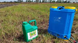 Lahan 6 Cara Mudah Mengatasi Rumput Grinting Dilahan Sawah Sebelum Olah Lahan Youtube
