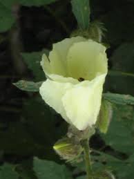Image result for Hibiscus ludwigii