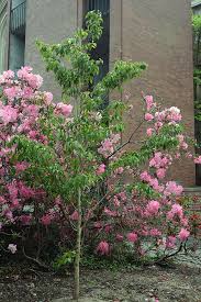 Image result for Stemodia serrata