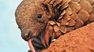 Here is a pangoline captured near shantiniketan, w. Deadly Diets Protect The Pangolin Wcs India