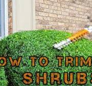 HOW to trim your Shrubs | FAST and EASY
