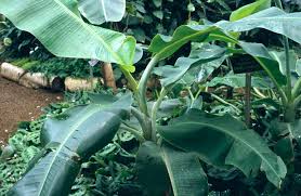 Image result for Musa Cavendish