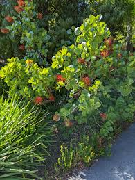 Image result for Greyia sutherlandii