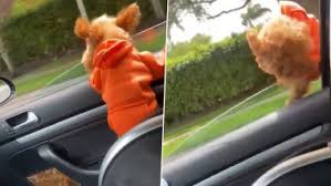 Ginger Toy Poodle Dog Flies Out From Car Window In The Most Dramatic Way Survives Luckily Heart Stopping Video Is Making Pet Owners Think Twice About Pooches Enjoying Car Ride Latestly