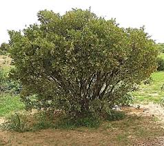 Image result for Boscia integrifolia