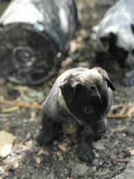 Australian cattle dog puppies for sale california. Pennysaver Australian Cattle Dog Puppies For Sale In Riverside California Usa