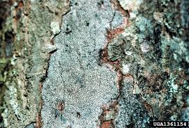 Image result for Hypoxylon multiforme