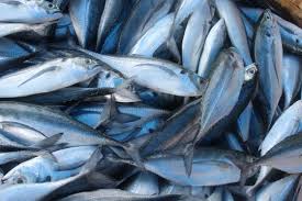 Image result for Cordyla