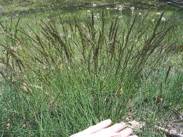 Image result for Festuca chodatiana