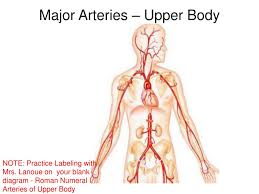 The arteries of the head and neck the common carotid artery the external carotid artery. Ppt Chap 18 Blood Vessels Continued Powerpoint Presentation Free Download Id 3026878