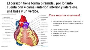Contextual translation of orejuela derecha into english. Configuracion Externa Del Corazon Carolina Becerra Ante Ppt Descargar
