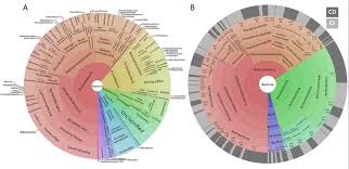 Krona Charts Showing The Taxonomic Identification And