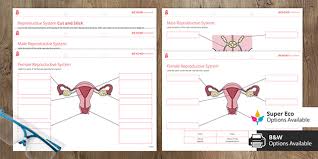 Human Reproductive Systems Cut And Stick Biology Beyond