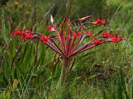 Image result for Brunsvigia radulosa