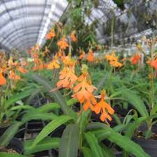 Image result for Habenaria cirrhata