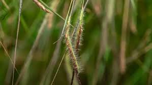 Image result for Heteropogon