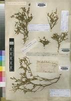 Image result for Melolobium