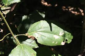 Image result for Tiliacora funifera