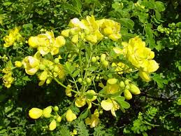 Image result for Senna bicapsularis