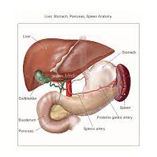 I started studying anatomy 20 years ago but at some point i realized that female anatomy was my weak point so i was searching for such course. Abdomen Illustrations Visualisations Of Human Anatomy