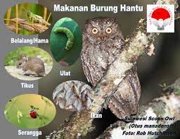 Entah terinspirasi keberhasilan desa tlogoweru (demak), atau makin intensifnya para penyuluh pertanian, belakangan ini pemberitaan berbagai media mengenai pemanfaatan burung hantu di. Burung Hantu Merupakan The Owl World Of Indonesia Facebook