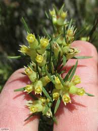 Image result for Penaeaceae