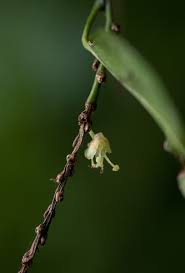 Image result for Tannodia swynnertonii