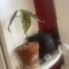 Image result for Begonia elaeagnifolia