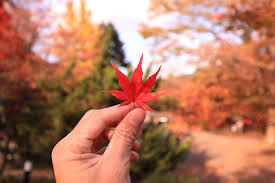 Japan Autumn Leaves 2020 Forecast From End September In Hokkaido To December In Tokyo If you're visiting japan in the fall, you cannot avoid seeing the spectacular autumn colors! japan autumn leaves 2020 forecast from