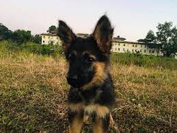 German shepherd dog information including personality, history, grooming, pictures, videos, and the akc breed standard. Pets Home Home Facebook