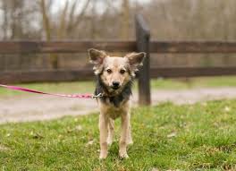 Certain breeds are more prone to cancer and other diseases than others! Hyperthyroidism In Dogs Petmd