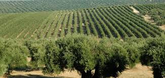 Ignore Climate Hysteria Olive Oil Production In Spain Sets New Record The Global Warming Policy Forum Gwpf
