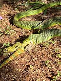 Image result for Searsia anchietae