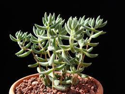 Image result for Crassula globularioides