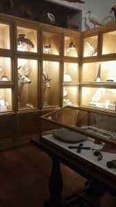 The cabinets feature two beveled glass fantastic and sculptural curio cabinet. Cabinet Of Curiosities Houston Museum Of Natural Science