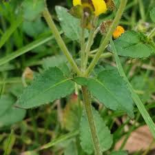 Image result for Calceolaria tripartita
