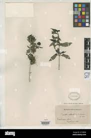 Image result for Pavetta sp. J