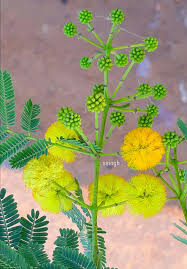 Image result for Embelia nilotica