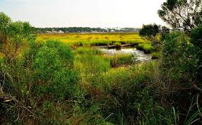 11 Best Hotels In Dauphin Island, Dauphin Island (Al)