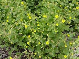 Image result for Mimulus gracilis