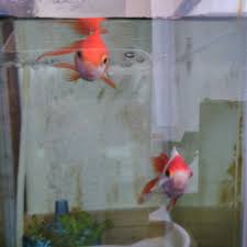 我が家の琉金はオス？メス？ | きんぎょ警報！～金魚飼育日記～ - 楽天ブログ