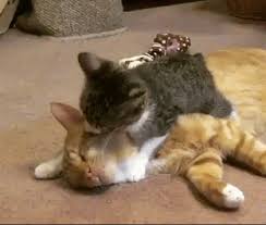 Here are some examples of cat grooming average costs: Other Funny Gifs Http Gif Tv Tumblr Com And Funny Youtube Video Https Www Youtube Com Watch V Qqkw5m0i Qc Cute Cat Gif Cute Little Kittens Cats