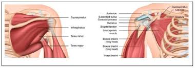 Muscles of the anterior shoulder. Anatomi Of The Shoulder With A Posterior And An Anterior View Of The Download Scientific Diagram