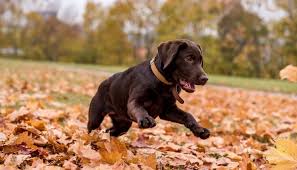Maybe you would like to learn more about one of these? Chocolate Labrador Everything You Need To Know Marvelous Dogs