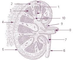 Seer Training Anatomy Of The Kidney Ureter