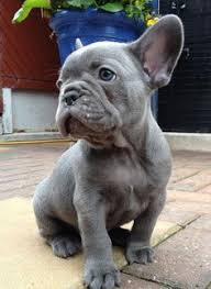 How to look for responsible victorian bulldogs breeders? 31 Dream House Decor Ideas Dream House Decor Dream House French Bulldog Blue