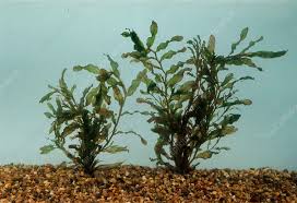 Image result for Potamogeton crispus