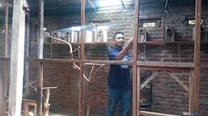 Setelah sobat menentukan ukuran pasti untuk kandang ini. Pelepasan Lovebird Kandang Koloni A R Bird Farm Youtube