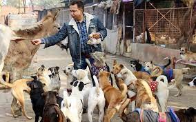 Maybe you would like to learn more about one of these? Best Animal Shelters In Delhi To Volunteer At Whatshot Delhi Ncr